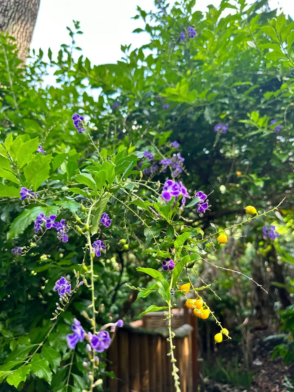 Flowers in the Casa Kula gardens