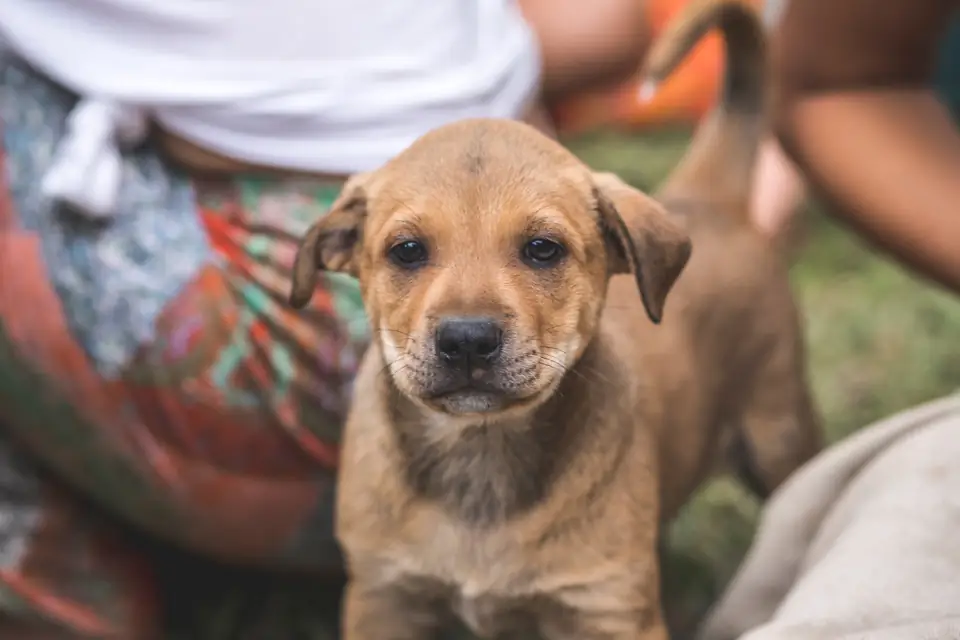 One of the Casa Kula dogs as a puppy